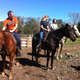Image for article titled Horse: The Jalopnik Review
